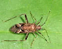 Phytocoris erectus - photo 5