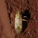 Phytocoris eurekae - photo 2