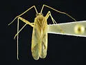 Phytocoris eurekae - photo 3