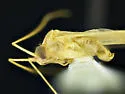 Phytocoris eurekae - photo 4