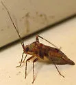 Phytocoris exemplus - photo 2