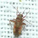 Phytocoris exemplus - photo 3