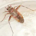 Phytocoris exemplus - photo 4