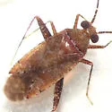 Phytocoris exemplus - photo 5