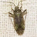 Phytocoris eximius - photo 2
