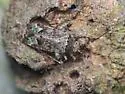Phytocoris eximius - photo 3