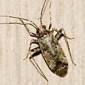 Phytocoris eximius - photo 4