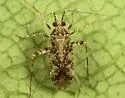 Phytocoris eximius - photo 5