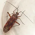 Phytocoris fenestratus