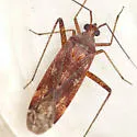 Phytocoris fenestratus - photo 2