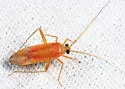 Phytocoris fulvus