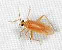 Phytocoris fulvus - photo 2