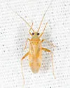 Phytocoris fulvus - photo 3