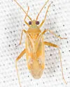 Phytocoris fulvus - photo 4