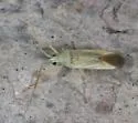 Phytocoris fuscipennis - Phytocoris fuscipennis