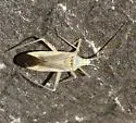 Phytocoris fuscipennis - photo 2