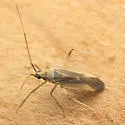 Phytocoris fuscipennis - photo 3
