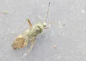 Phytocoris geniculatus - photo 2