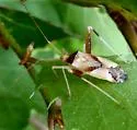 Phytocoris hettenshawi - photo 2