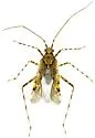 Phytocoris hispidus