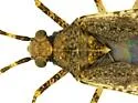 Phytocoris hispidus - photo 2