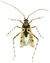 Phytocoris hispidus - photo 3