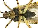 Phytocoris hispidus - photo 4