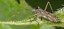 Phytocoris hopi - Phytocoris hopi