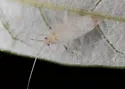 Phytocoris hypoleucoides
