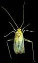 Phytocoris hypoleucoides - photo 2