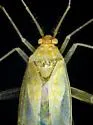 Phytocoris hypoleucoides - photo 3