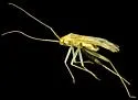 Phytocoris hypoleucoides - photo 5