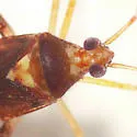 Phytocoris infuscatus - photo 2