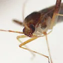 Phytocoris infuscatus - photo 3