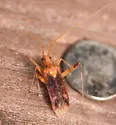 Phytocoris infuscatus - photo 4