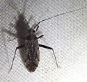 Phytocoris inops - Phytocoris inops
