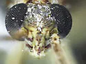 Phytocoris inops - photo 2