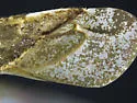Phytocoris inops - photo 3