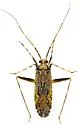 Phytocoris inops - photo 4