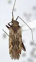 Phytocoris inops - photo 5