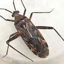 Phytocoris junceus - photo 2