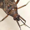 Phytocoris junceus - photo 3