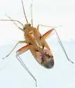 Phytocoris junipericola