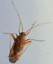 Phytocoris junipericola - photo 2