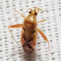 Phytocoris junipericola - photo 3