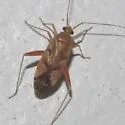 Phytocoris junipericola - photo 4