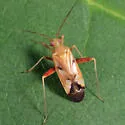 Phytocoris junipericola - photo 5