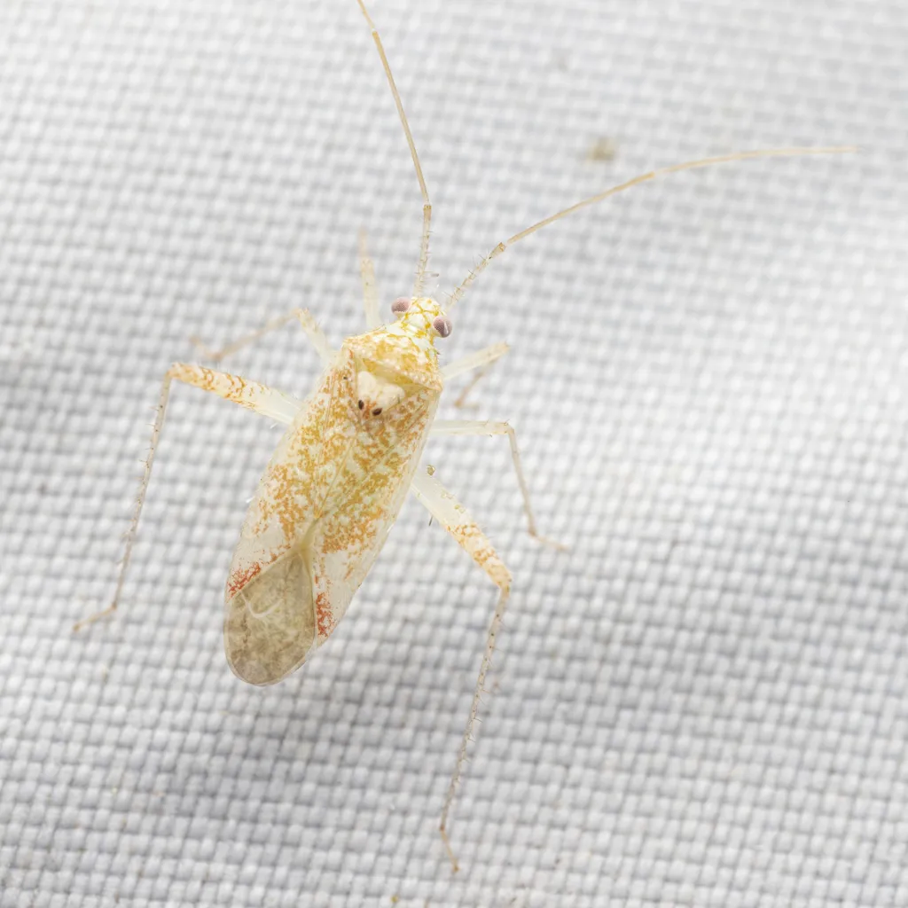 Phytocoris kiowa - photo 2