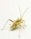 Phytocoris laevis - Phytocoris laevis