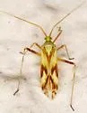 Phytocoris laevis - photo 2